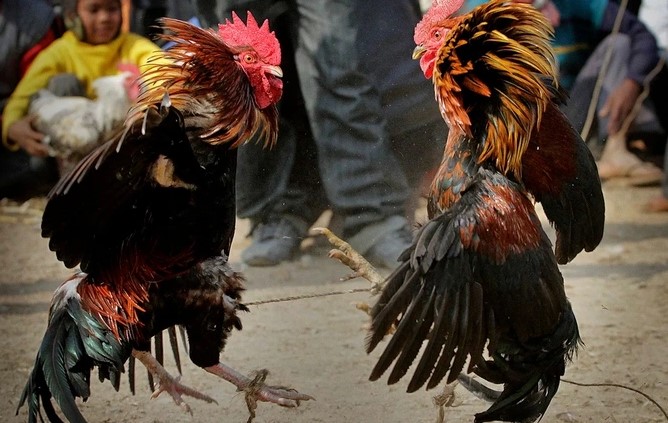 Thỏa mãn đam mê cùng những giải đấu lớn